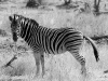 Zebra No.2