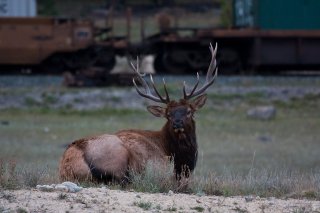 elk