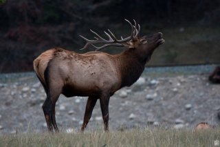 elk2