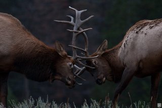 elks