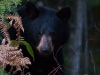 baer