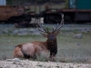 elk