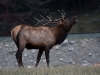 elk2