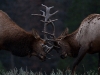 elks
