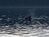 orka2