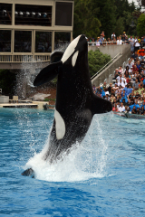 shamu