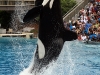 shamu