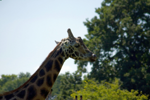 Zoobesuch 28.07.2008