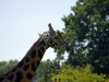 zoo280708_059